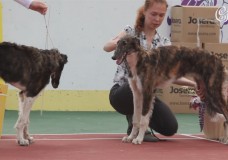 III-я выставка собак борзых пород, посвященная памяти П.М.Волконского